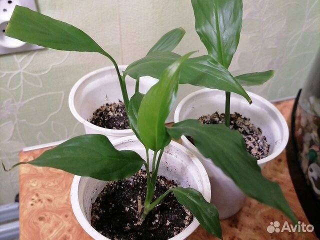 Спатифиллум