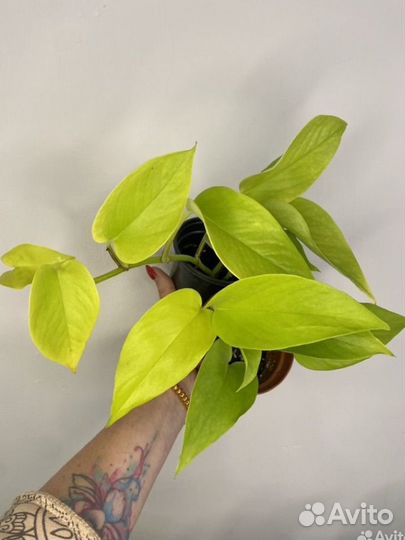 Сциндапсусы эпипремнумы