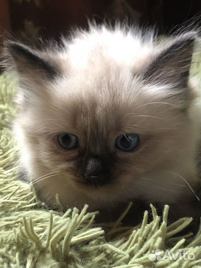 Невская маскарадная