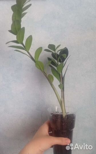 Замиокулькас равен