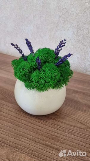 Кашпо подарок со мхом и лавандой