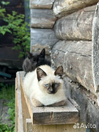 Кошки бесплатно