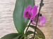 Орхидеи фаленопсис разные