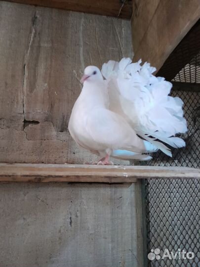 Голуби павлины