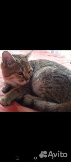 Котёнок девочка