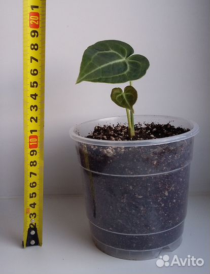 Антуриум Кларинервиум