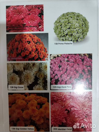 Хризантемы мультифлора