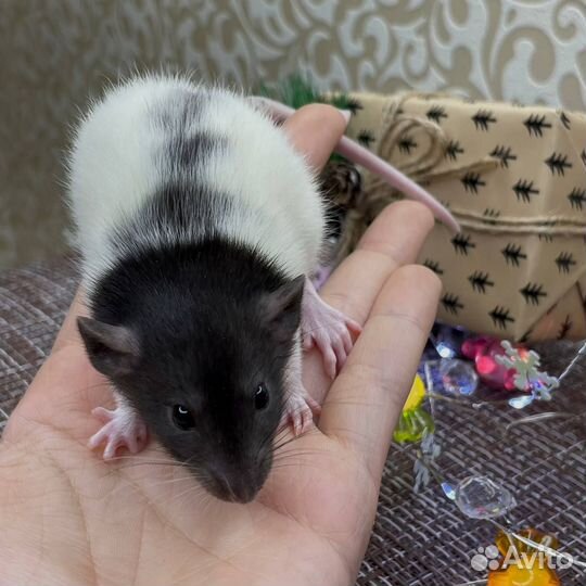 Крысята. Дамбо крыса. Крыса. Питомник