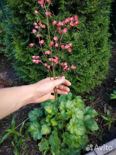 Многолетние садовые растения