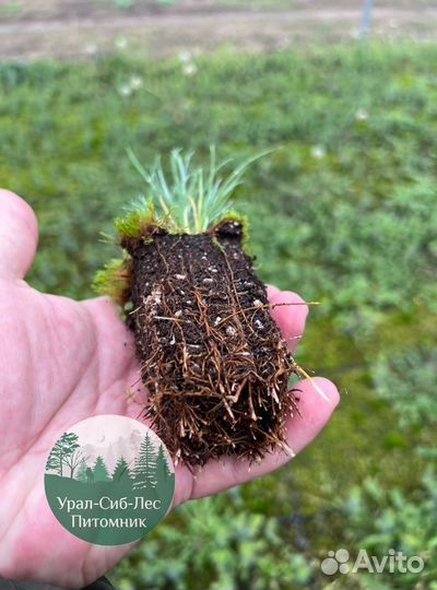 Сеянцы зкс Сосна окс Ель Лиственница Горная