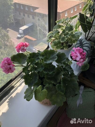 Пеларгония герань