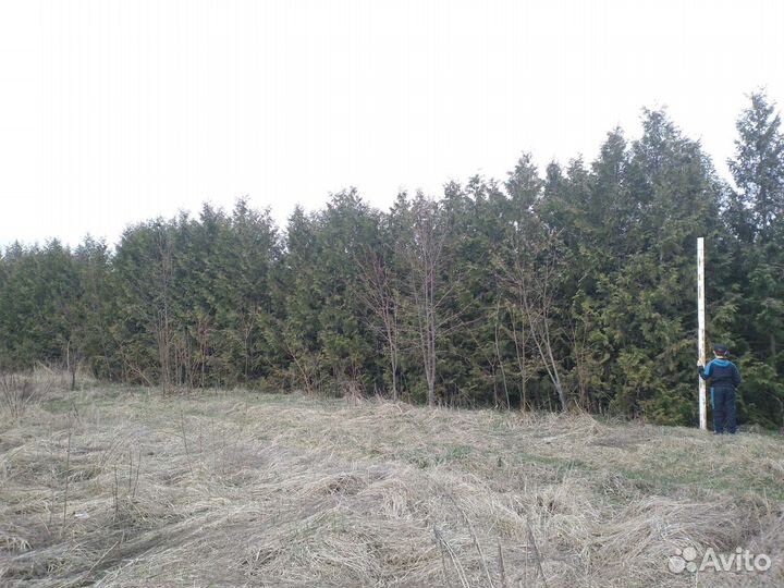 Туя Раскидистая 3.5-5.0м