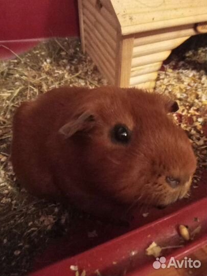 Передержка животных