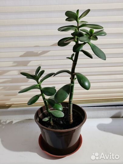 Денежное дерево толстянка