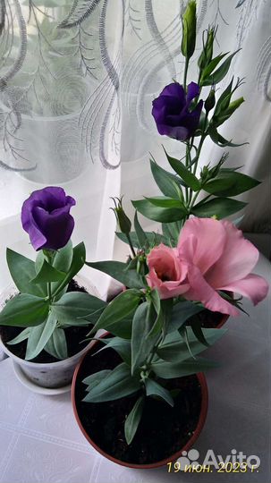 Эустома цветущая в горшке