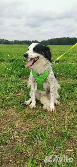 Собака метис бордер колли девочка в добрые руки