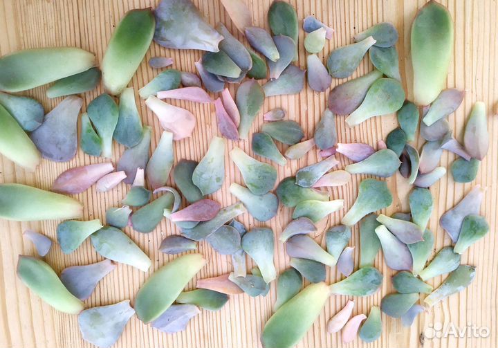 Суккуленты эхеверии листики детки розетки на выбор