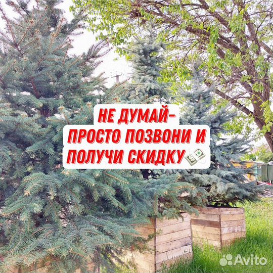 Голубые Ели с гарантией и посадкой