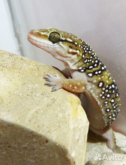 Гекконы Hemidactylus triedrus (кормовые)