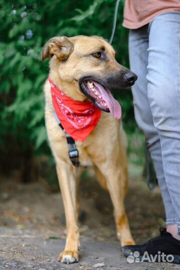 Ищем семью для пёсика