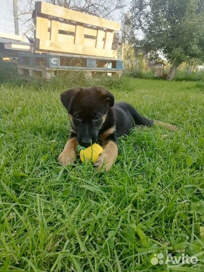 Щенки немецкой овчарки