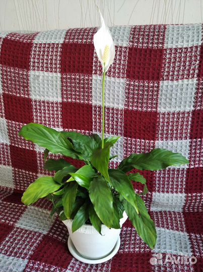 Спатифиллум