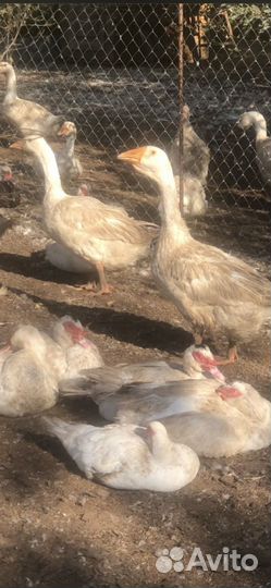 Гуси породы Линда