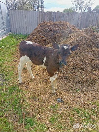 Продажа телят