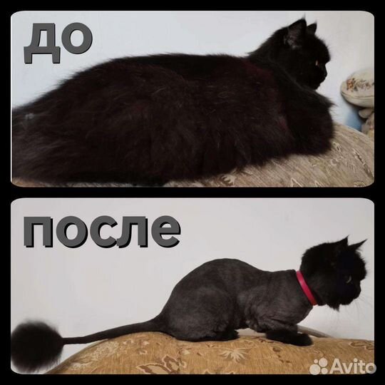 Стрижка кошек с выездом на дом