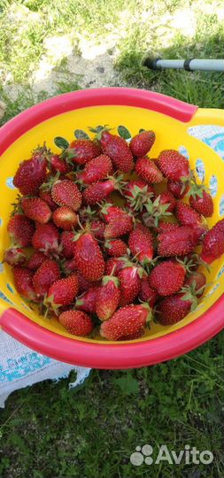 Земклуника Купчиха