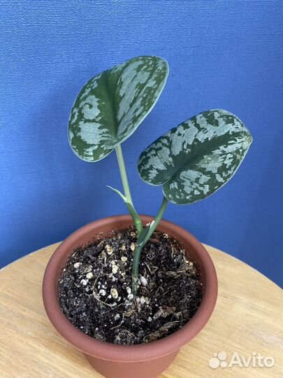 Сциндапсус