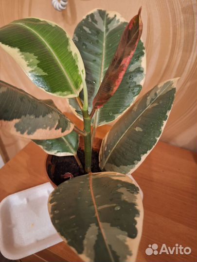 Фикус эластика Тинеке