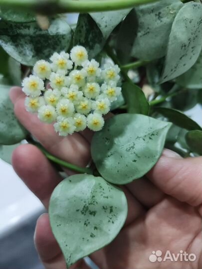 Хойя и дисхидия срезом