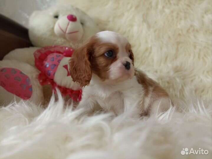 Кавалер Кинг чарльз спаниель