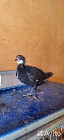 Инкубационное цветное яйцо и цыплята маран