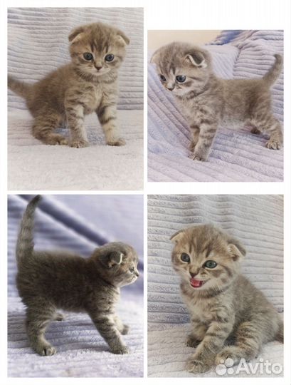 Шотландские котята
