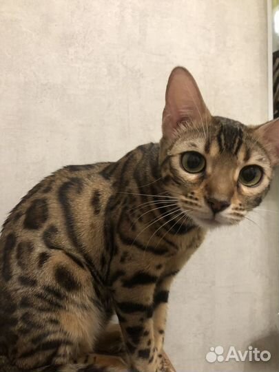 Бенгальская кошка вязка