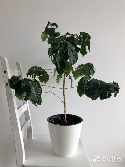 Комнатные растения 1