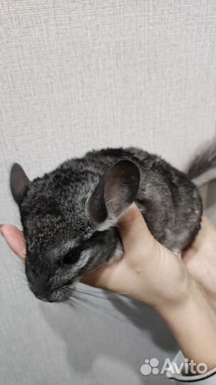Шиншилла