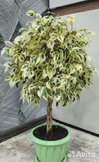 Фикус Бенджамина пестролистный