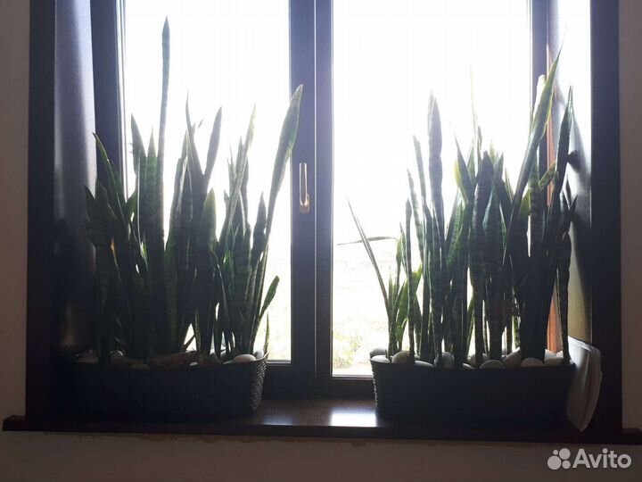 Сансивиерия