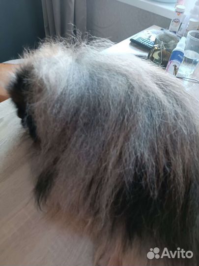 Пекинес для вязки