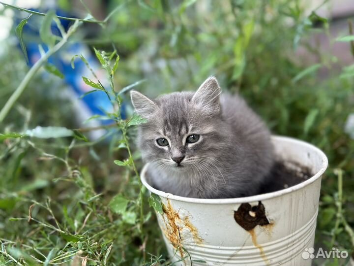 Котята в добрые руки 2 месяца