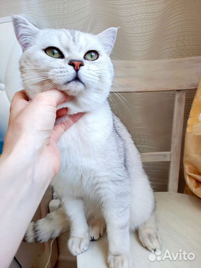 Вязка кот шиншилла ns1165