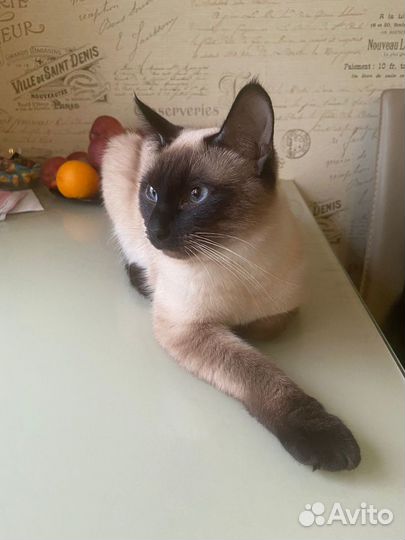 Тайский кот на вязку
