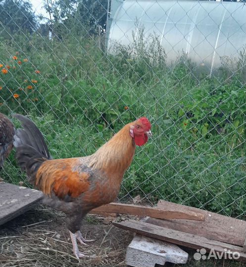 Молодые петушки