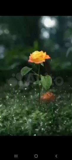 Торговая площадь, 60 м²