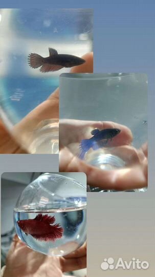 Самка Вуалевого петушка