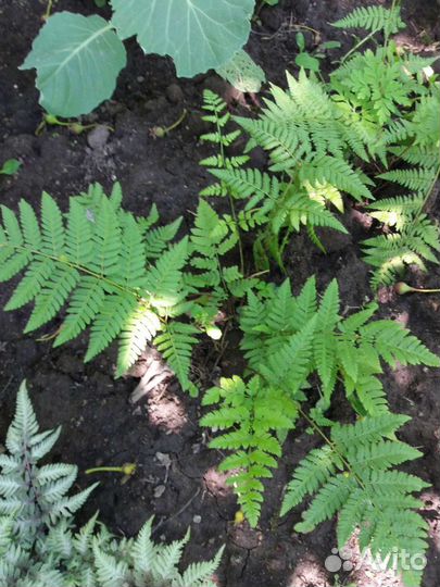 Рассада многолетников и однолетников