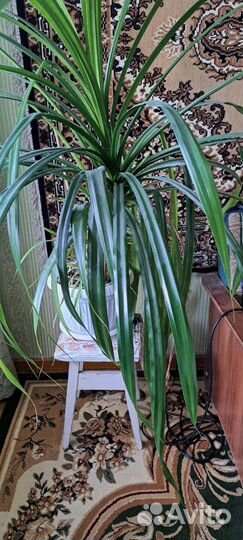 Пальма панданус